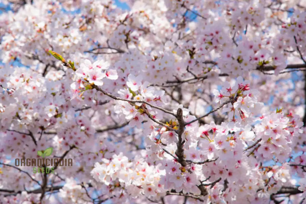 Blue Sky White Cherry Japanese Sakura Seeds For Gardening Enthusiasts - Premium Quality