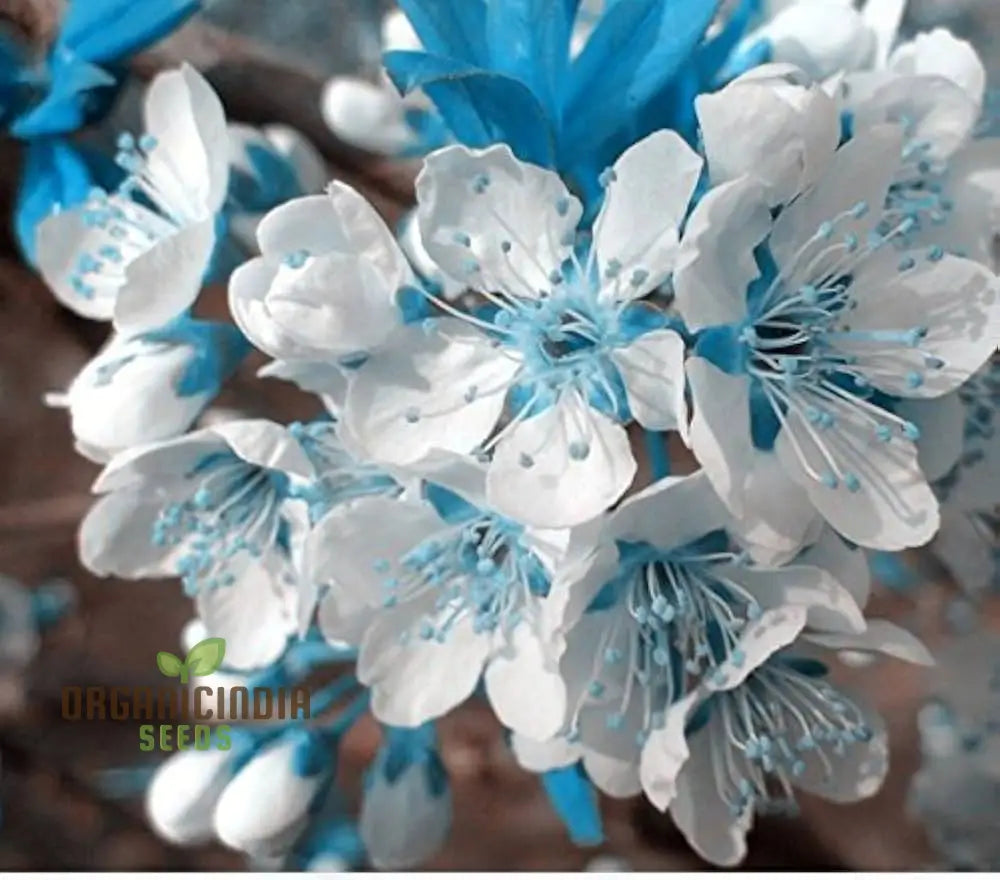 Blue Sky White Cherry Japanese Sakura Seeds For Gardening Enthusiasts - Premium Quality