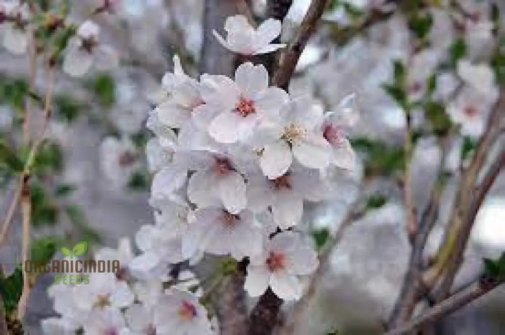 Blue Sky White Cherry Japanese Sakura Seeds For Gardening Enthusiasts - Premium Quality