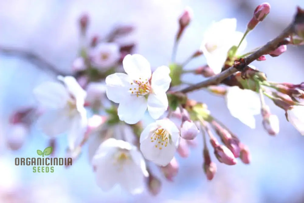 Blue Sky White Cherry Japanese Sakura Seeds For Gardening Enthusiasts - Premium Quality