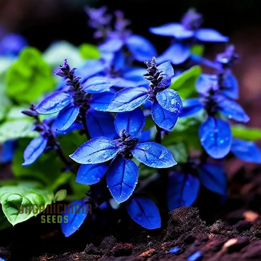 Blue Spice Basil Seeds Fragrant Perennial Herb - Elevate Your Culinary Creations 100 Pcs