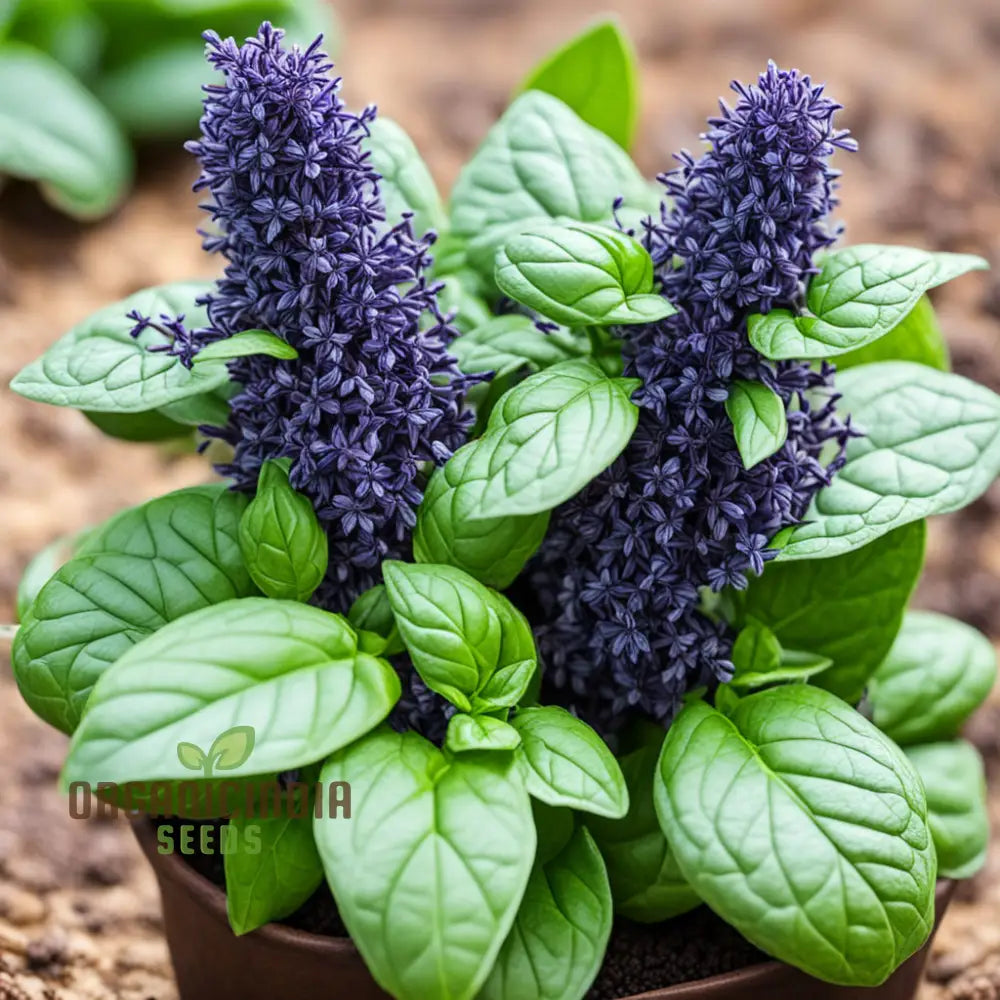 Blue Spice Basil Seeds Fragrant Perennial Herb - Elevate Your Culinary Creations 1000 Pcs