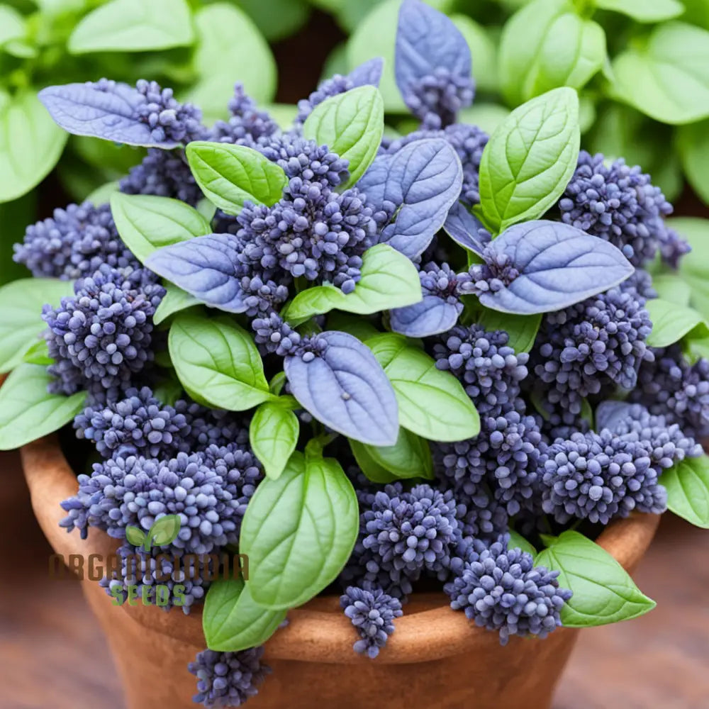 Blue Spice Basil Seeds Fragrant Perennial Herb - Elevate Your Culinary Creations 500 Pcs