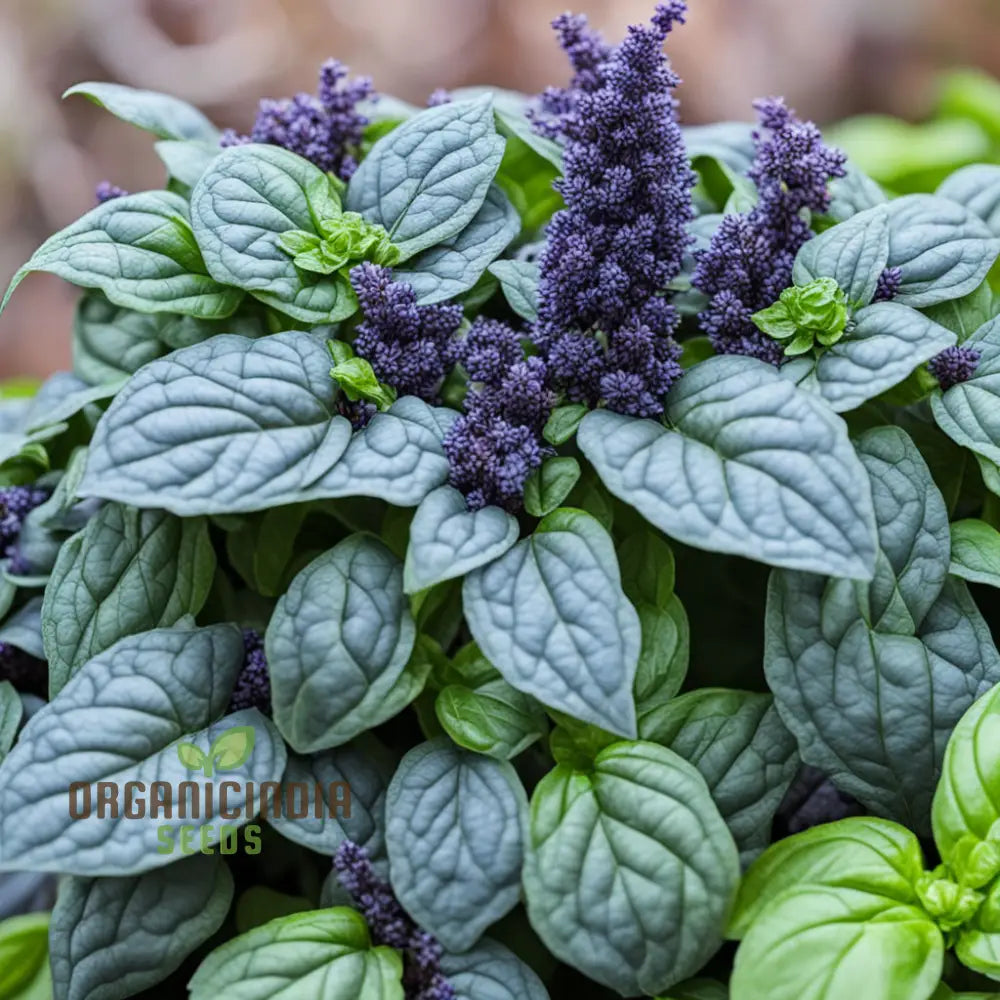 Blue Spice Basil Seeds Fragrant Perennial Herb - Elevate Your Culinary Creations