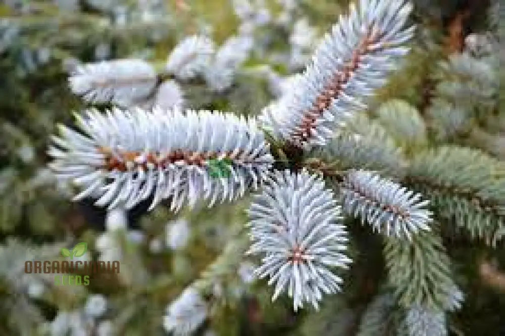 Blue Spruce Seeds For Gardening Enthusiasts | Picea Pungens With Planting Instructions