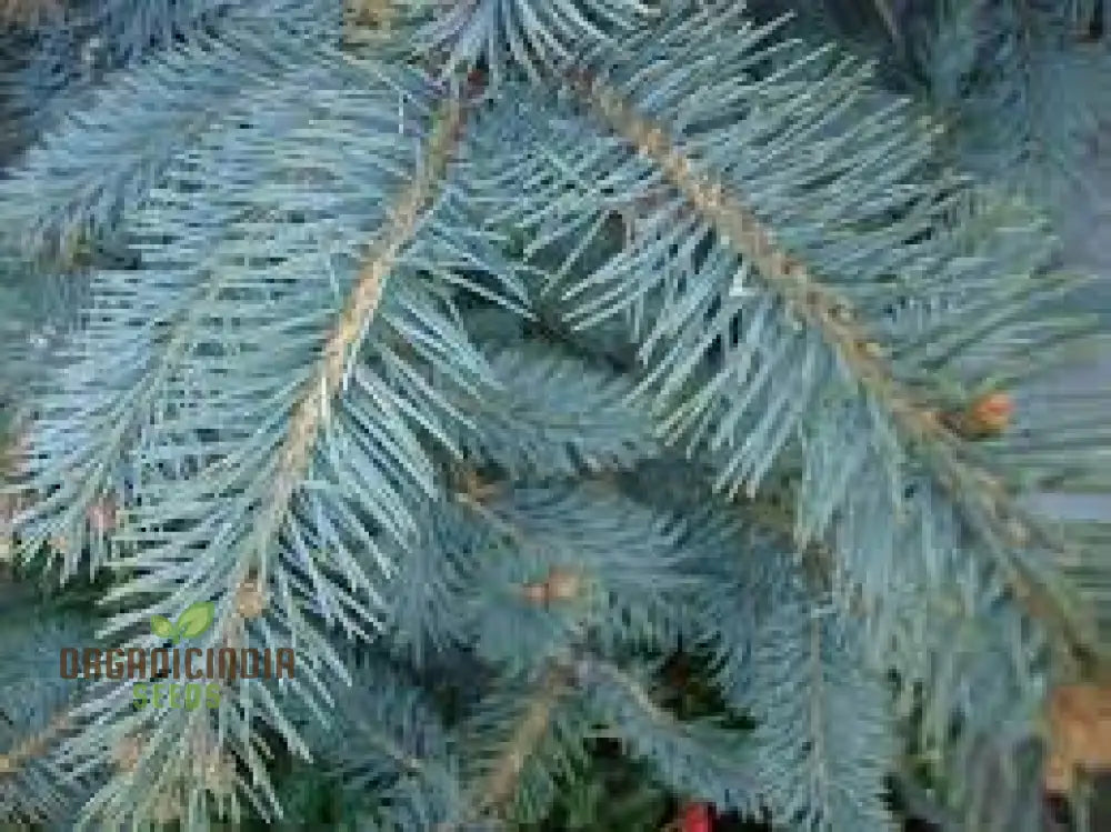 Blue Spruce Seeds For Gardening Enthusiasts | Picea Pungens With Planting Instructions