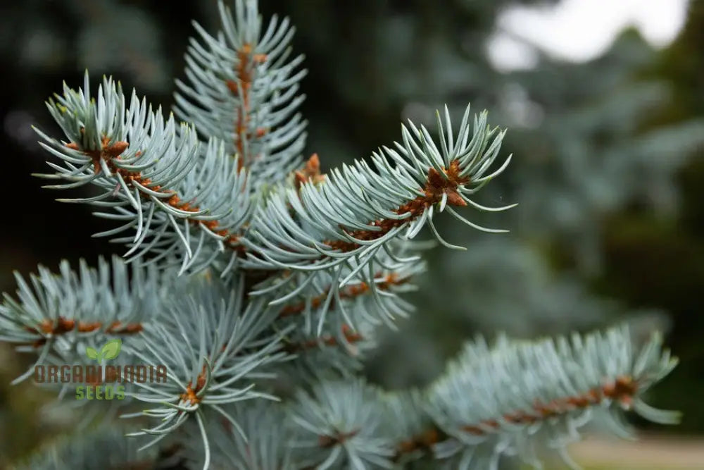 Blue Spruce Seeds For Gardening Enthusiasts | Picea Pungens With Planting Instructions