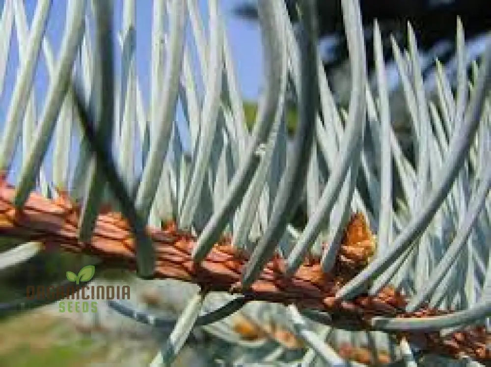 Blue Spruce Seeds For Gardening Enthusiasts | Picea Pungens With Planting Instructions