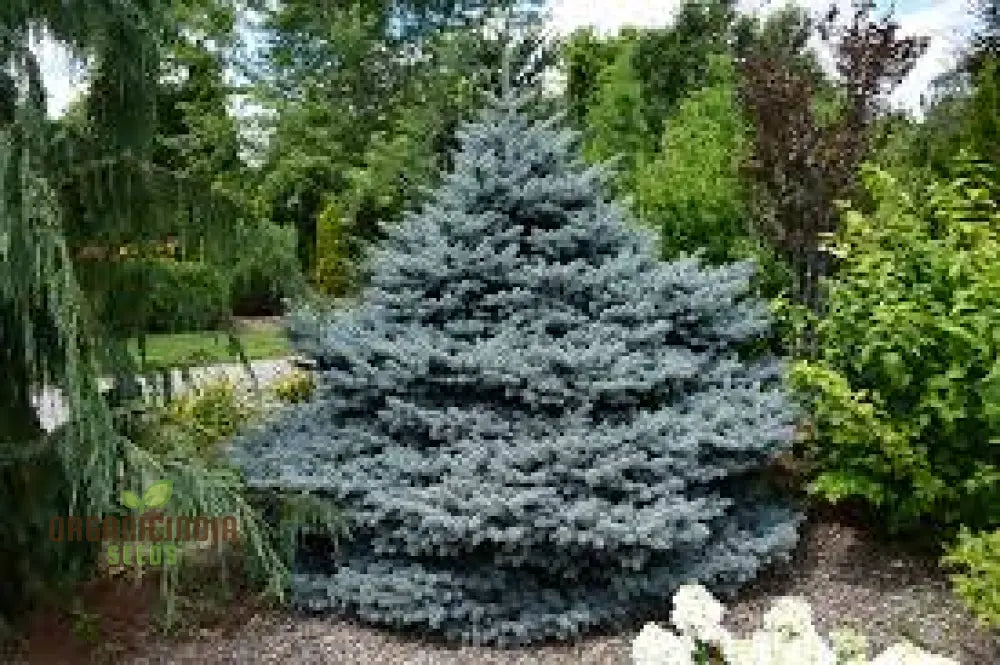 Blue Spruce Seeds For Gardening Enthusiasts | Picea Pungens With Planting Instructions