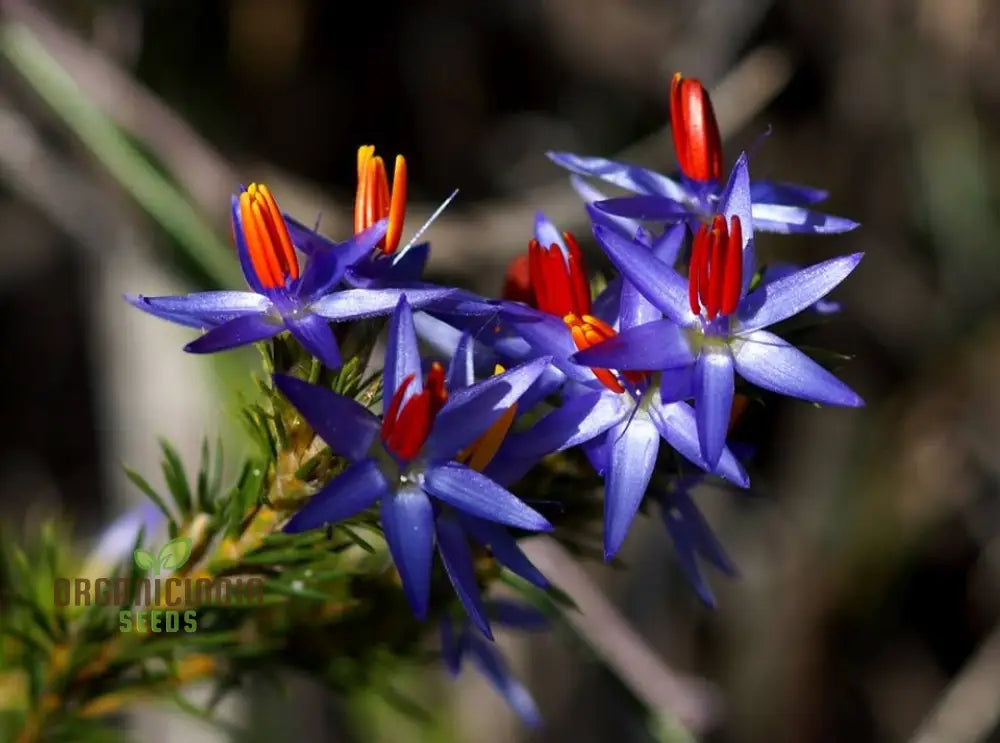 Blue Tinsel Lily & Anguligar Flower Seeds - Premium Gardening For Exquisite Blooms And Easy Planting