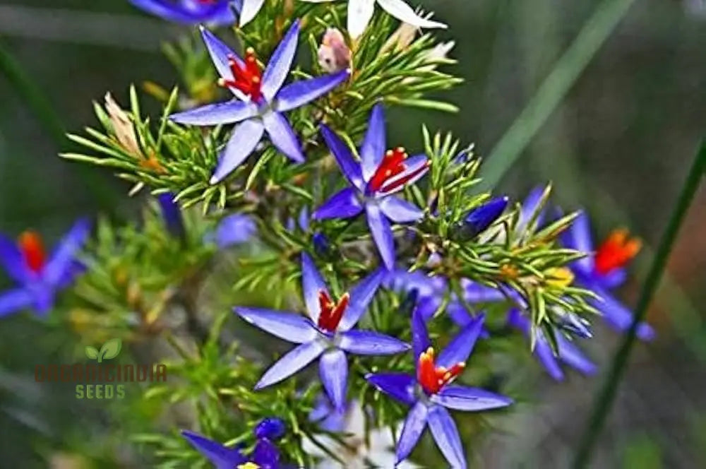 Blue Tinsel Lily & Anguligar Flower Seeds - Premium Gardening For Exquisite Blooms And Easy Planting