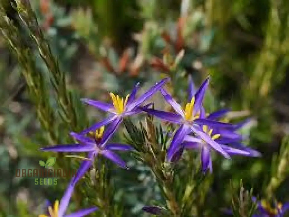 Blue Tinsel Lily & Anguligar Flower Seeds - Premium Gardening For Exquisite Blooms And Easy Planting