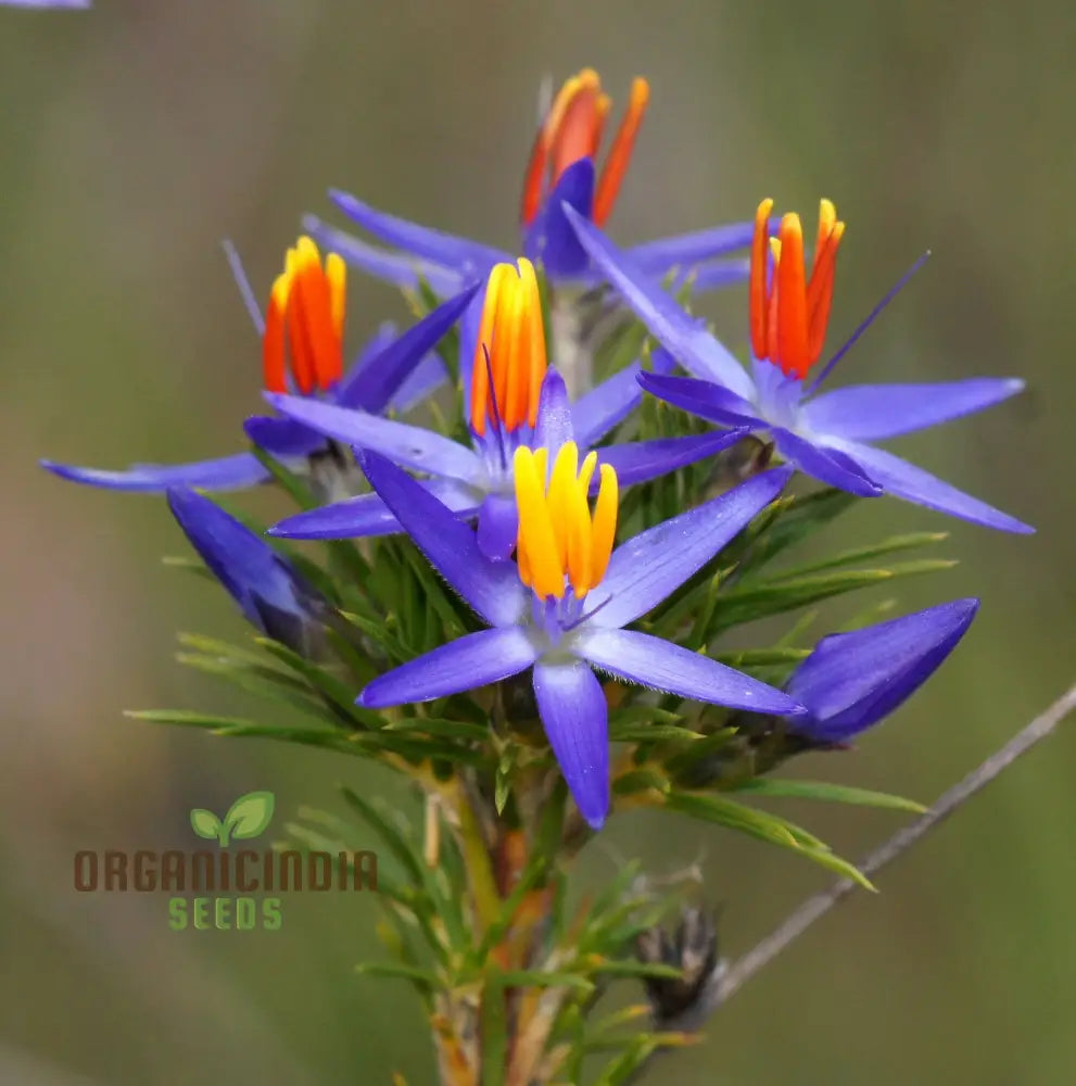 Blue Tinsel Lily & Anguligar Flower Seeds - Premium Gardening For Exquisite Blooms And Easy Planting