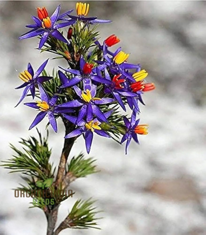 Blue Tinsel Lily Seeds - 20 + | Grow Year-Round Premium Quality For Gardening Enthusiasts