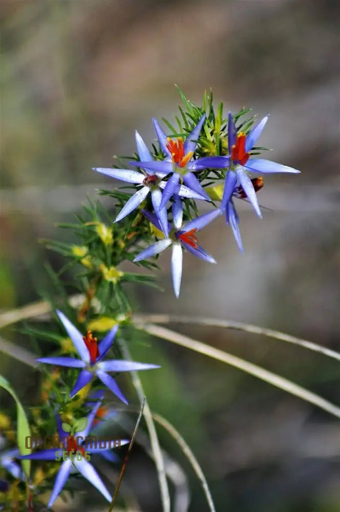 Blue Tinsel Lily Seeds - 20 + | Grow Year-Round Premium Quality For Gardening Enthusiasts