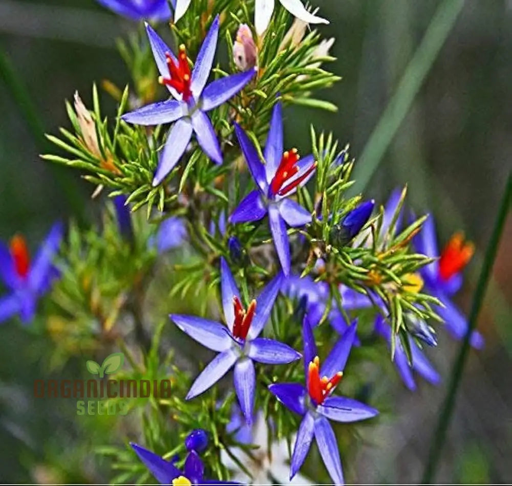 Blue Tinsel Lily Seeds - 20 + | Grow Year-Round Premium Quality For Gardening Enthusiasts