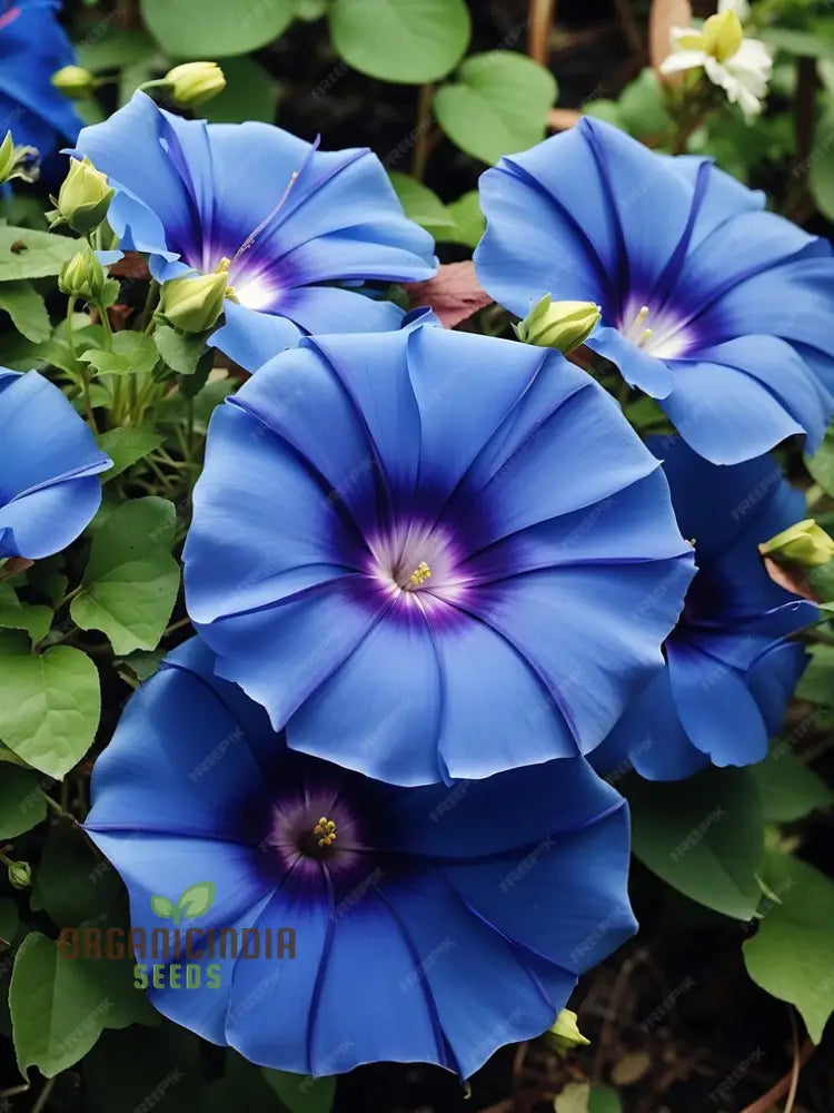 Blue Trumpet Flower Seeds Easy-To-Grow Exotic Garden Blooms For Planting Climbers