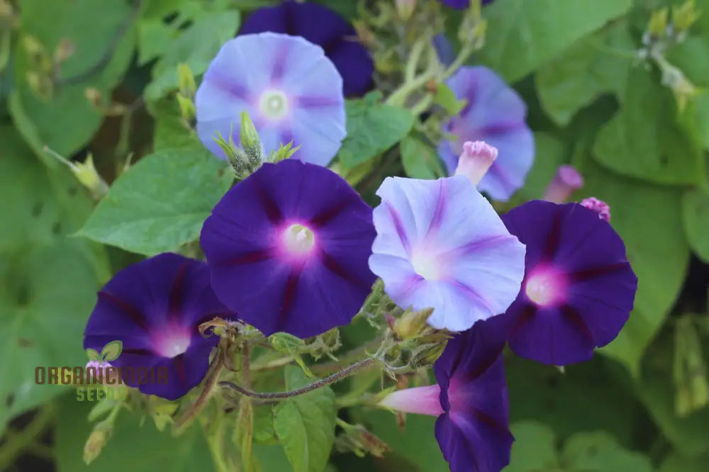 Blue Trumpet Flower Seeds Easy-To-Grow Exotic Garden Blooms For Planting Climbers