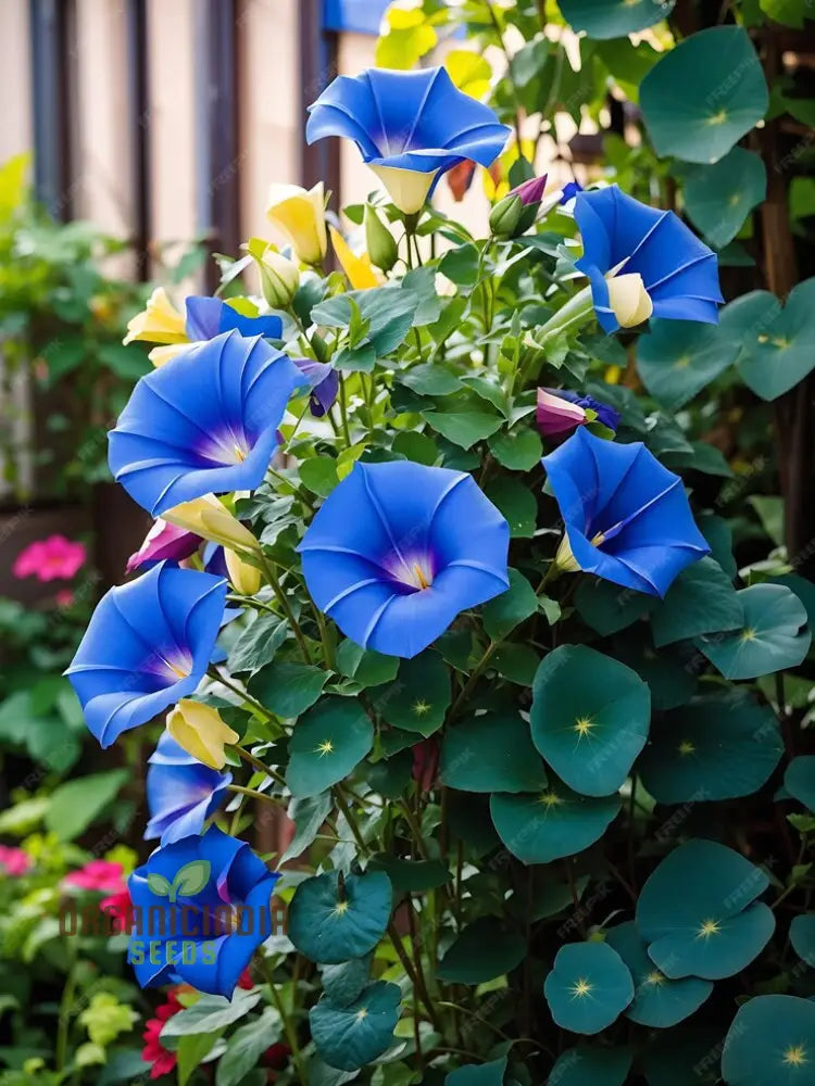 Blue Trumpet Flower Seeds Easy-To-Grow Exotic Garden Blooms For Planting Climbers