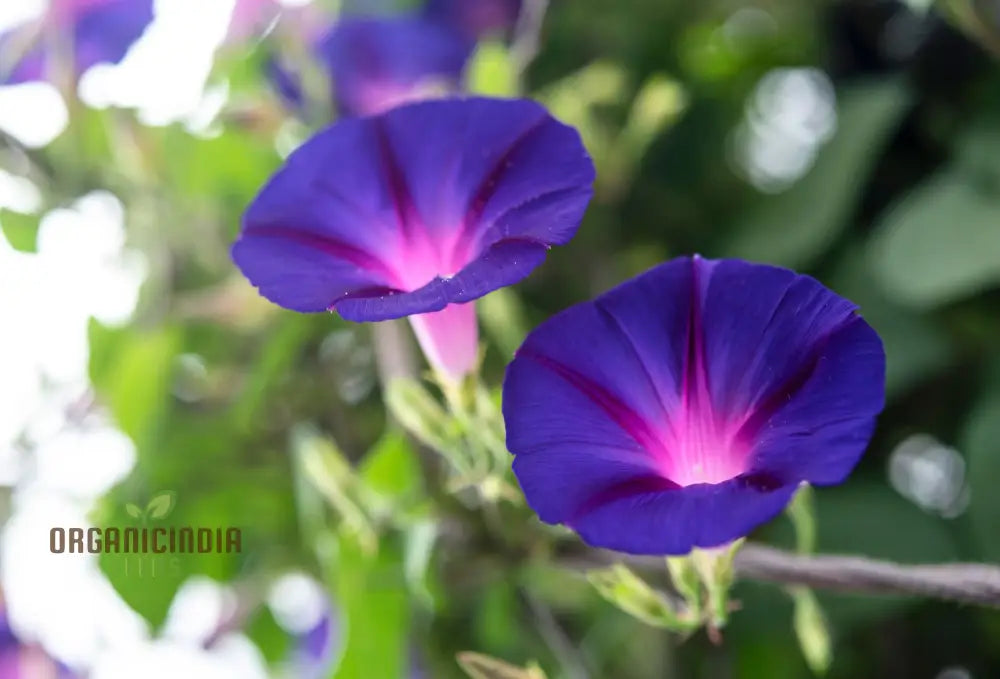 Blue Trumpet Flower Seeds Easy-To-Grow Exotic Garden Blooms For Planting Climbers