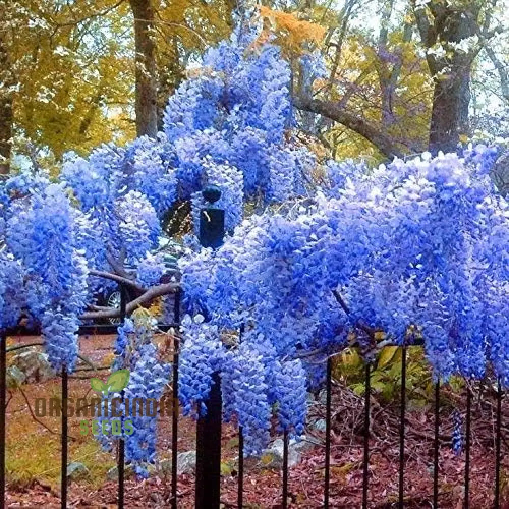 Blue Wisteria Seeds Packet For Gardening Premium