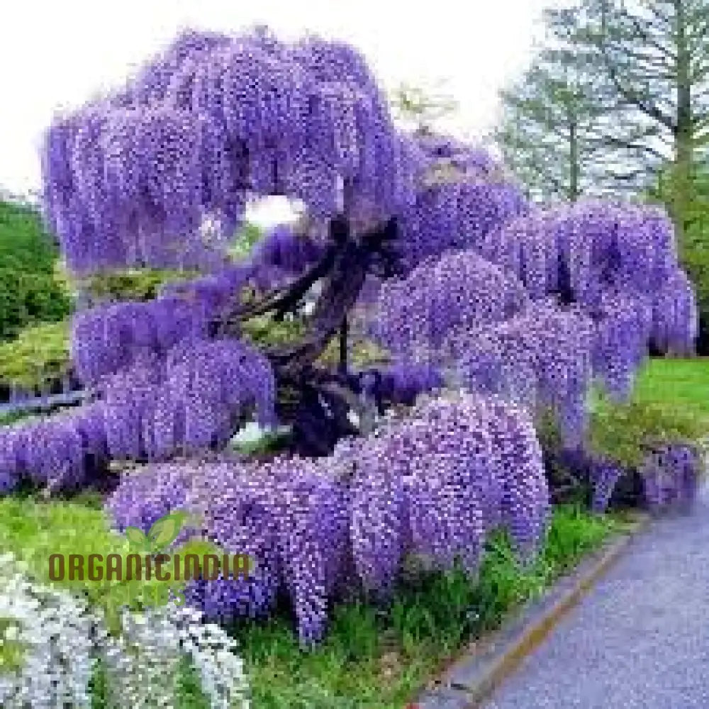 Blue Wisteria Seeds Packet For Gardening Premium