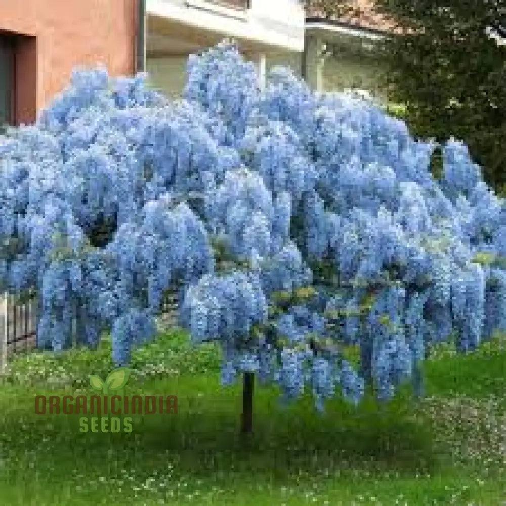 Blue Wisteria Seeds Packet For Gardening Premium