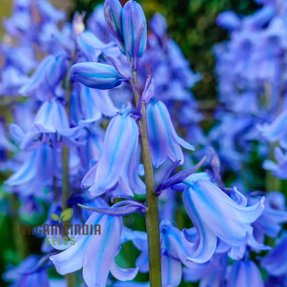 Bluebells Blooms Seeds For Planting A Gardener’s Haven For Exquisite Garden Delights And