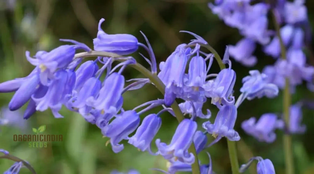 Bluebells Blooms Seeds For Planting A Gardener’s Haven For Exquisite Garden Delights And