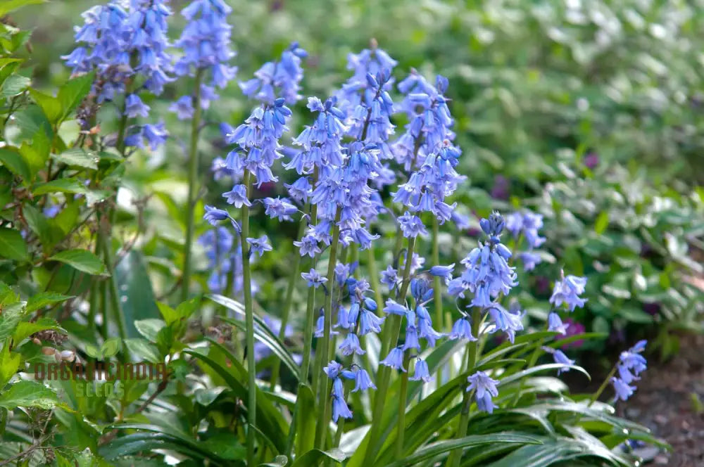 Bluebells Blooms Seeds For Planting A Gardener’s Haven For Exquisite Garden Delights And