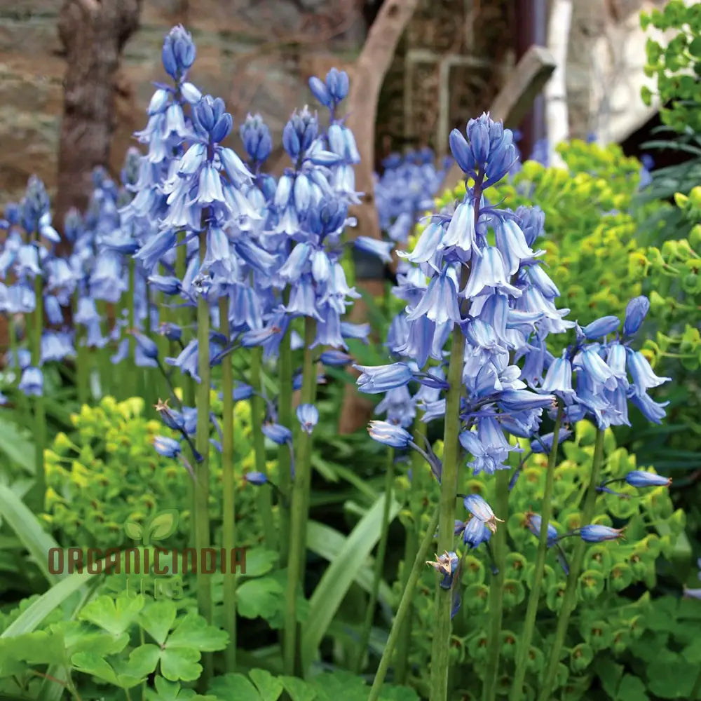 Bluebells Blooms Seeds For Planting A Gardener’s Haven For Exquisite Garden Delights And