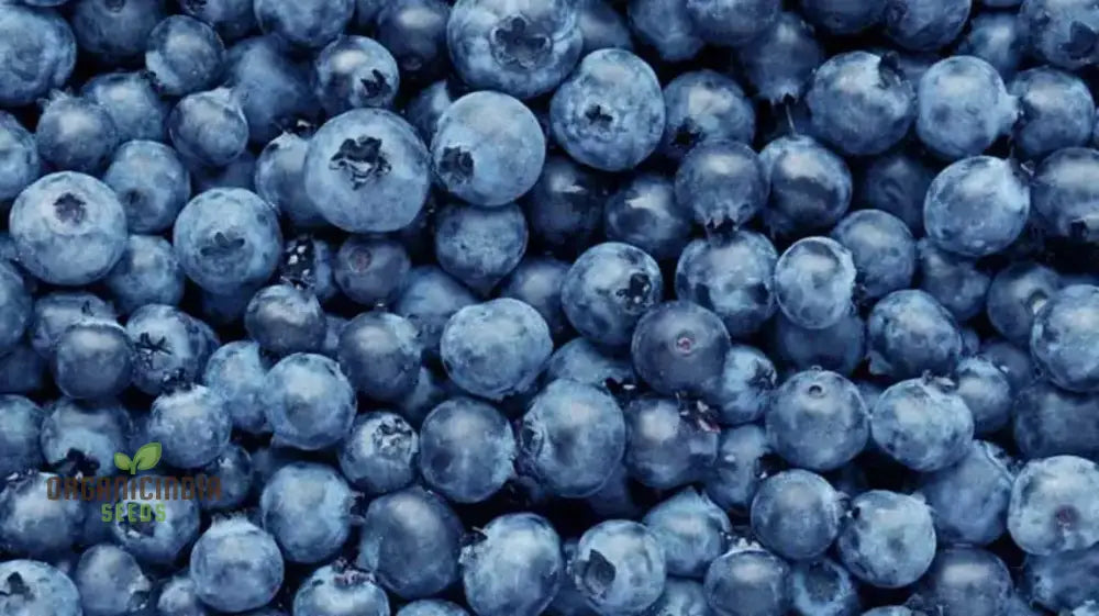 Blueberry Seeds For Your Lush Garden | Buy Quality Online