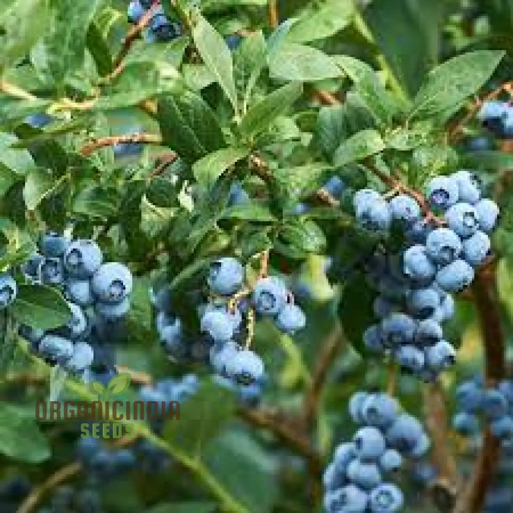 Blueberry Seeds For Your Lush Garden | Buy Quality Online