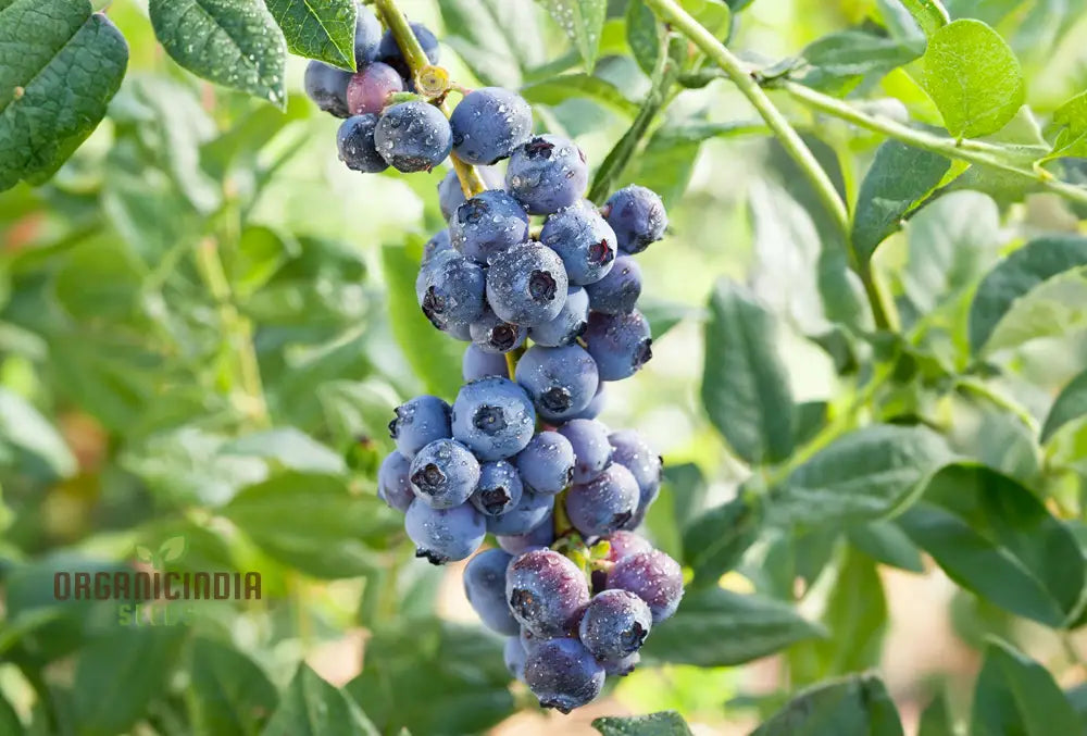 Blueberry Seeds For Your Lush Garden | Buy Quality Online