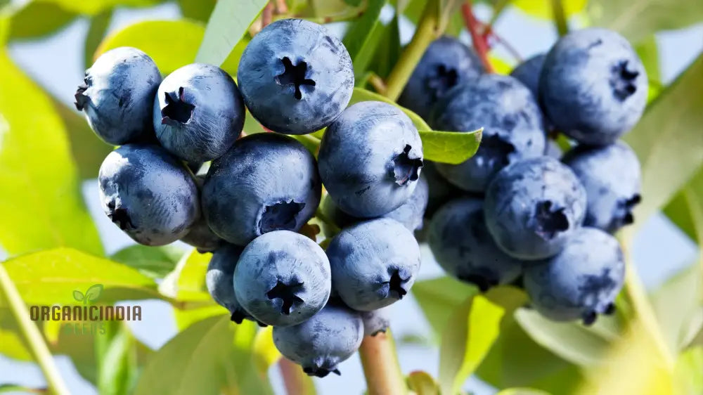 Blueberry Seeds For Your Lush Garden | Buy Quality Online