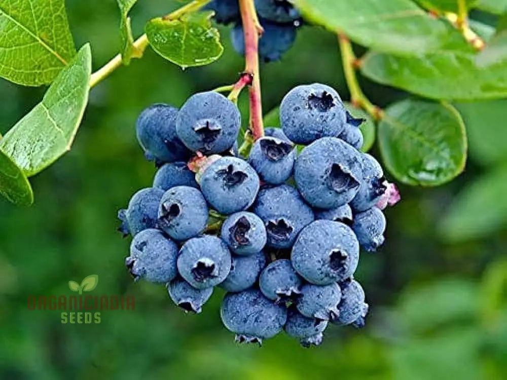 Blueberry Seeds For Your Lush Garden | Buy Quality Online