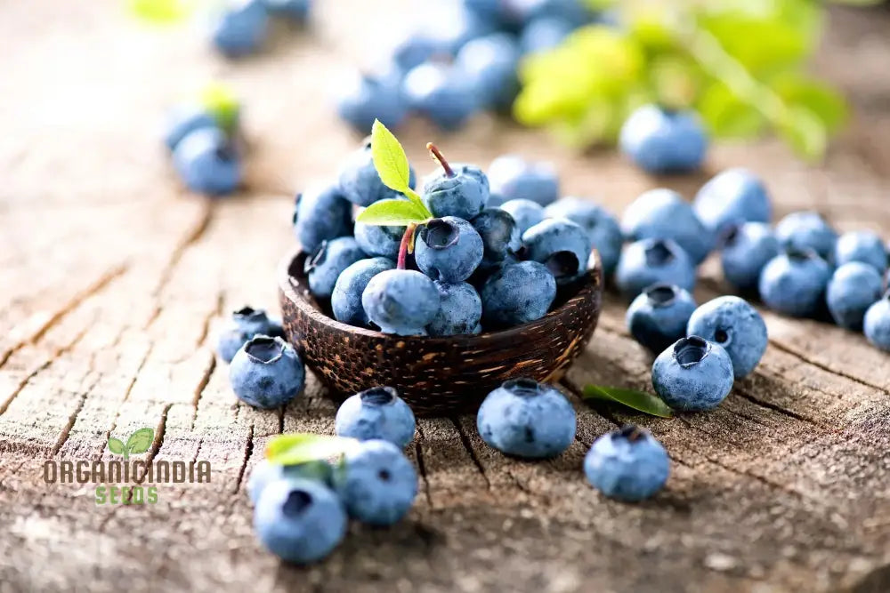 Blueberry Seeds For Your Lush Garden | Buy Quality Online