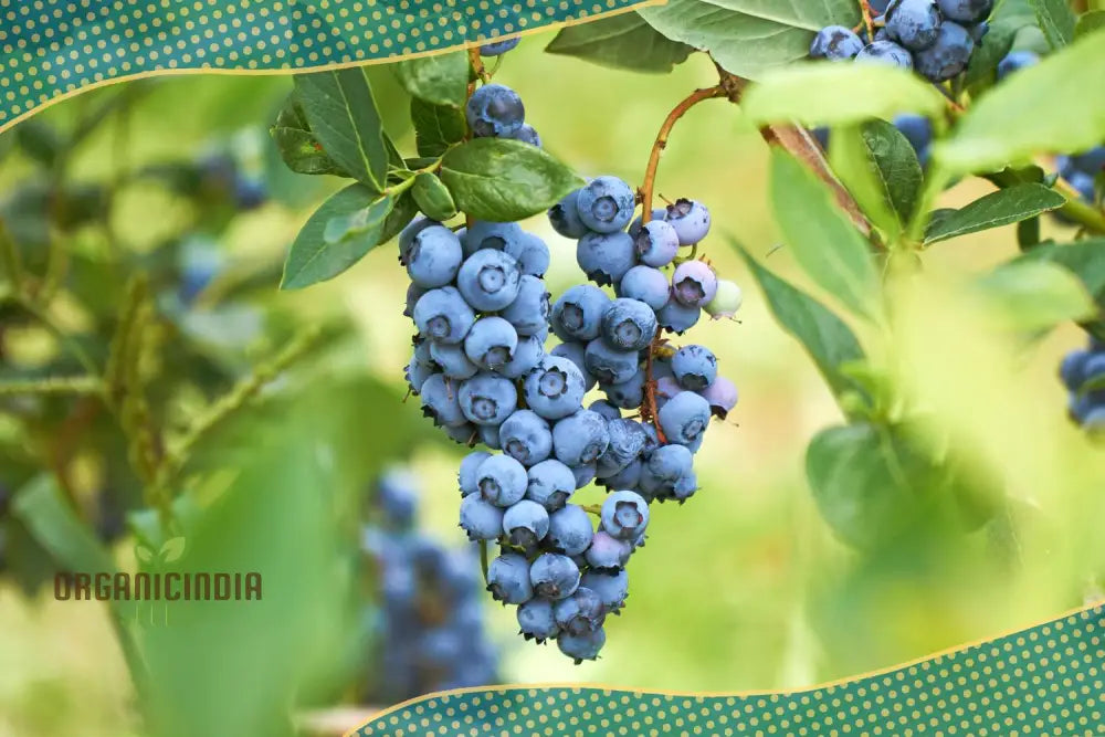 Blueberry Seeds For Your Lush Garden | Buy Quality Online