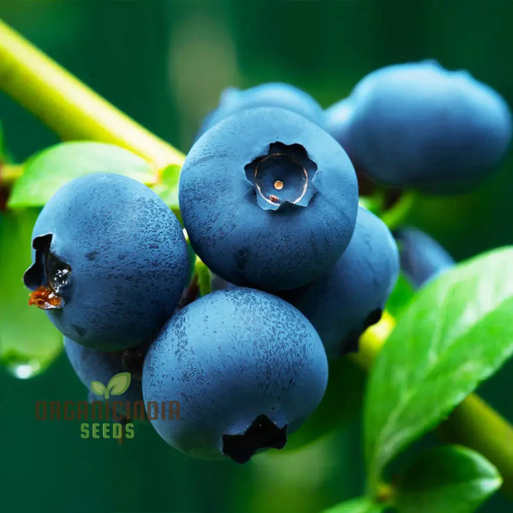 Blueberry Seeds For Your Lush Garden | Buy Quality Online