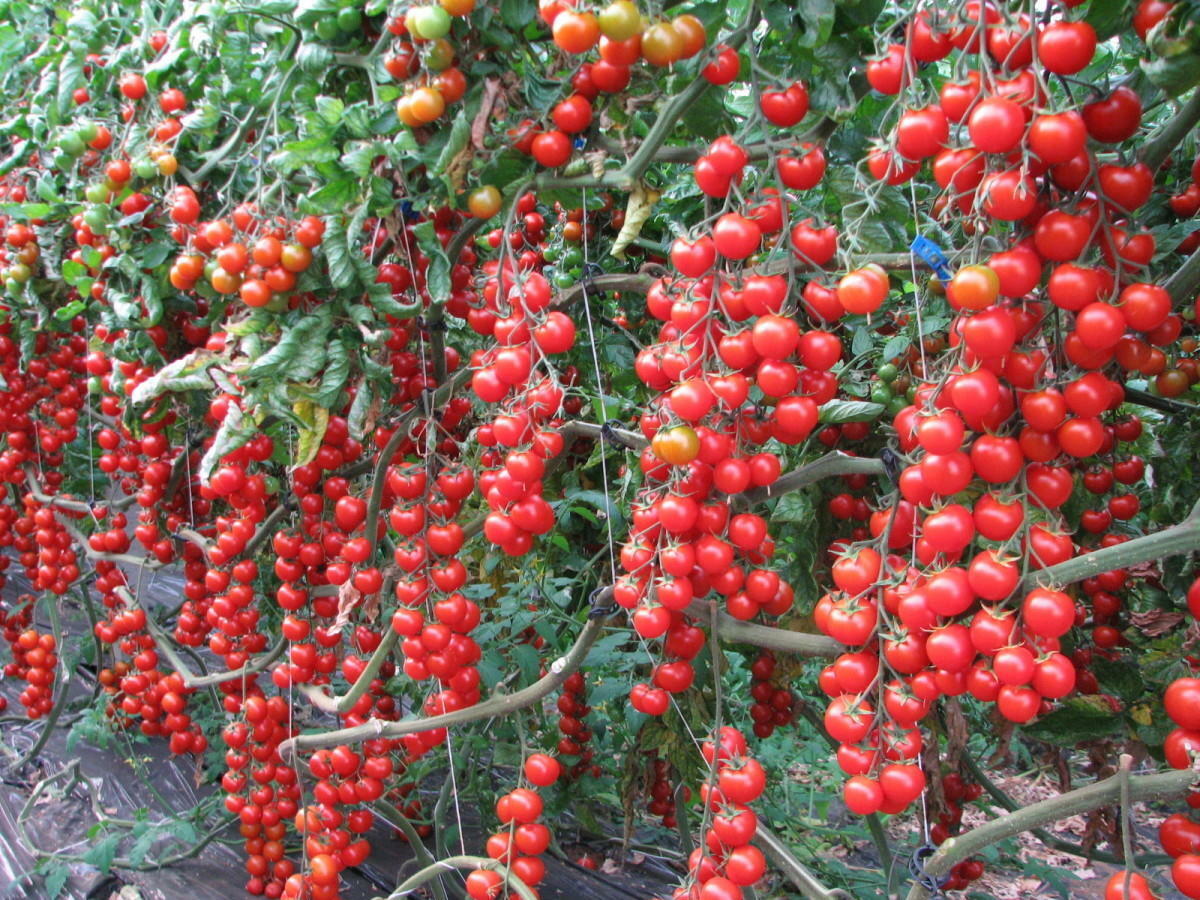 Cherry Tomato Rapunzel Seeds - Grow Abundant and Sweet Rapunzel Tomatoes