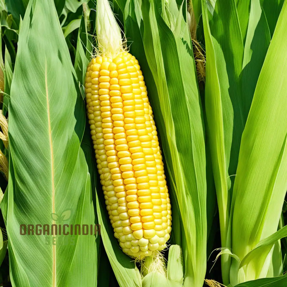 Bodacious Corn Seeds Planting For Robust And Flavorful Harvests Squash Gourds