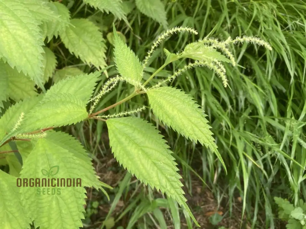 Boehmeria Sieboldiana Seeds For Planting Perfect For Unique Landscaping And Gardening