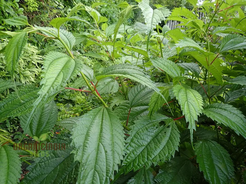 Boehmeria Sieboldiana Seeds For Planting Perfect For Unique Landscaping And Gardening