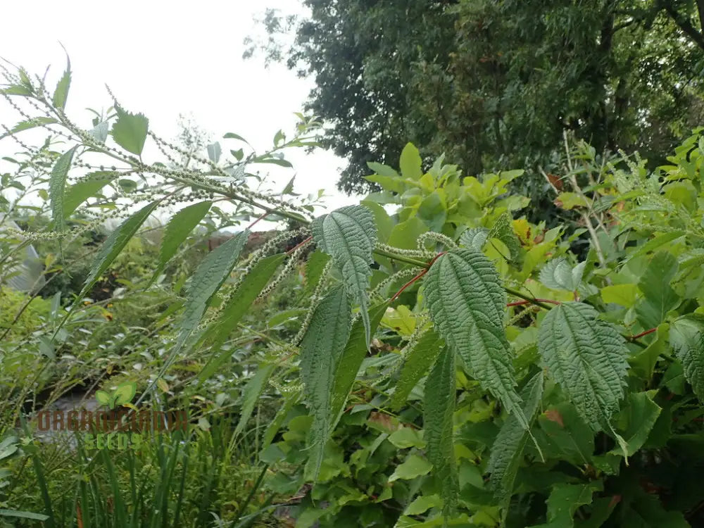 Boehmeria Sieboldiana Seeds For Planting Perfect For Unique Landscaping And Gardening