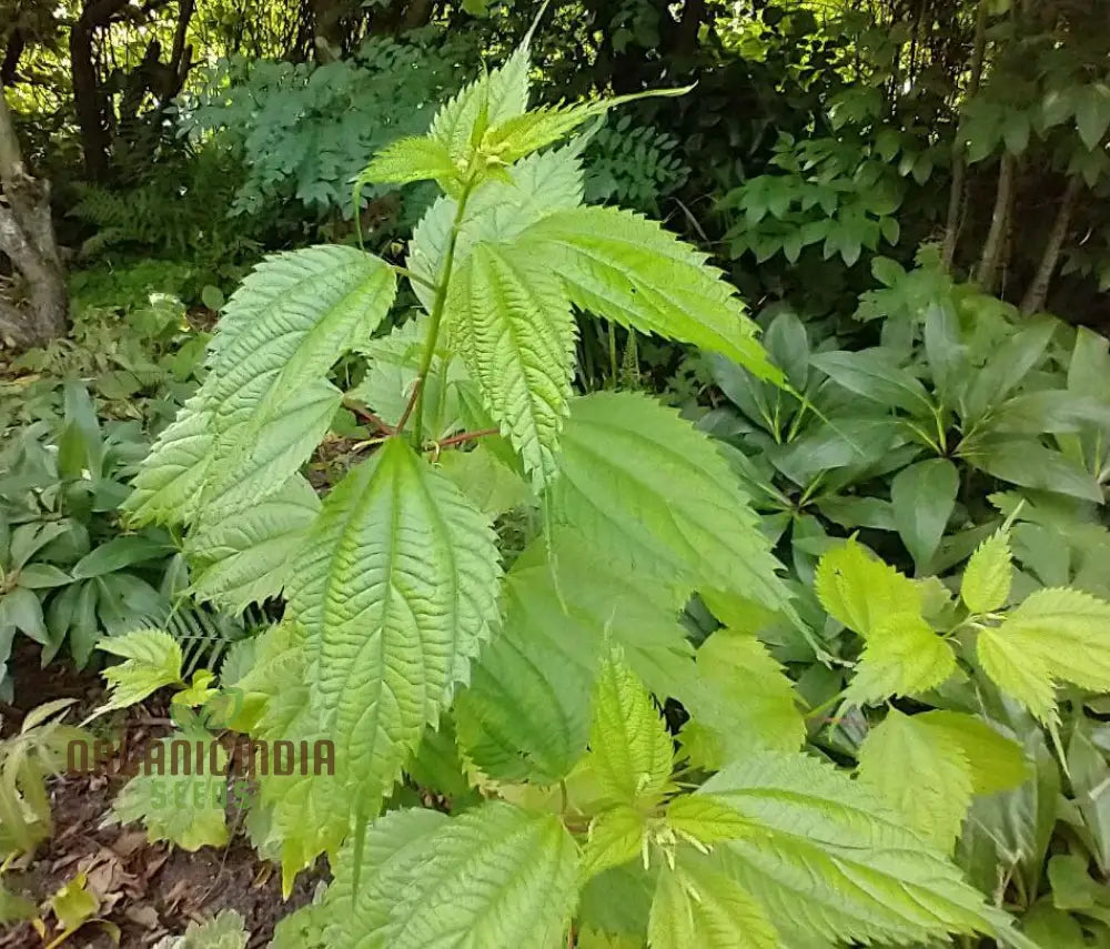 Boehmeria Sieboldiana Seeds For Planting Perfect For Unique Landscaping And Gardening