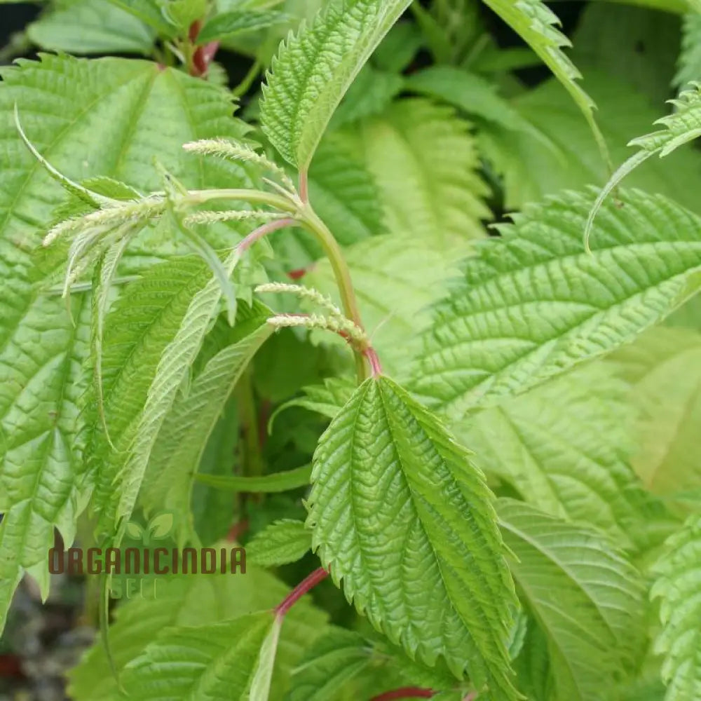 Boehmeria Sieboldiana Seeds For Planting Perfect For Unique Landscaping And Gardening