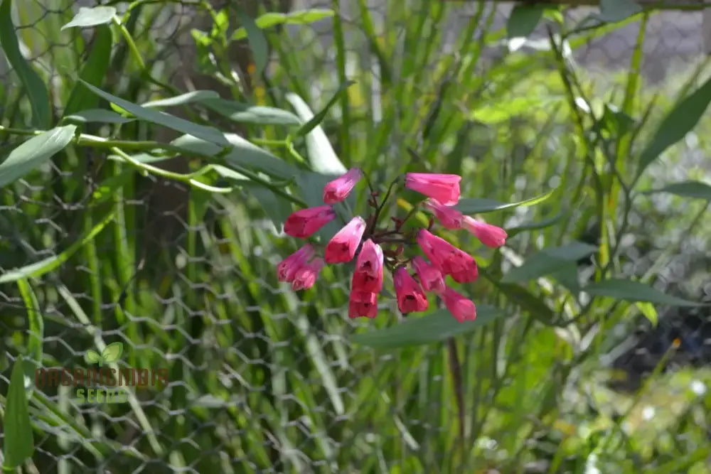 Bomarea Salsilla Seeds For Planting Enhance Your Garden With Exotic Beauty