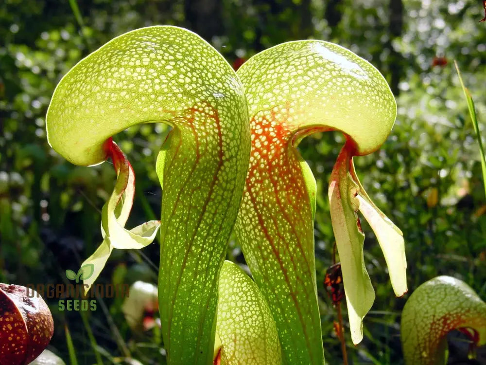 Bonsai Meat Eating Cobra Lily Californica Flower Seeds Expert Planting And Cultivation Guide Fruit