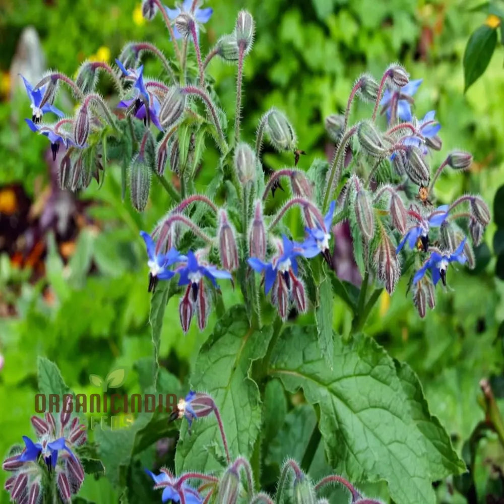 Borage Herb Seeds Cultivate Your Herbal Garden With Premium Quality