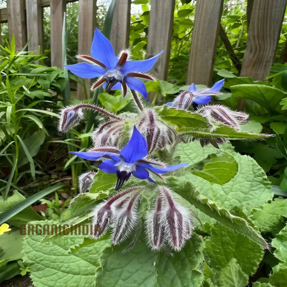 Borage Herb Seeds Cultivate Your Herbal Garden With Premium Quality